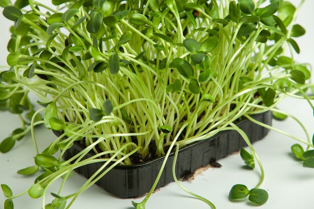 Foto cultivo de microplantas en casa o plantas crudas para veganos