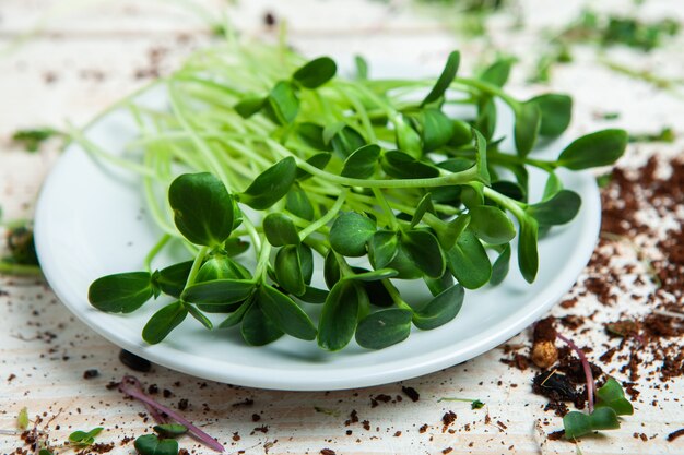 cultivo de microplantas en casa o plantas crudas para veganos