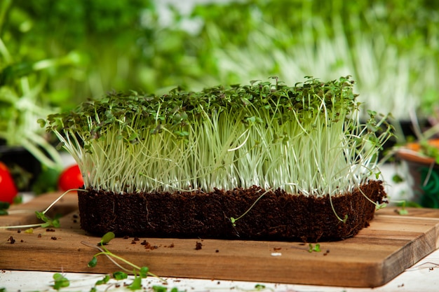 cultivo de microplantas en casa o plantas crudas para veganos