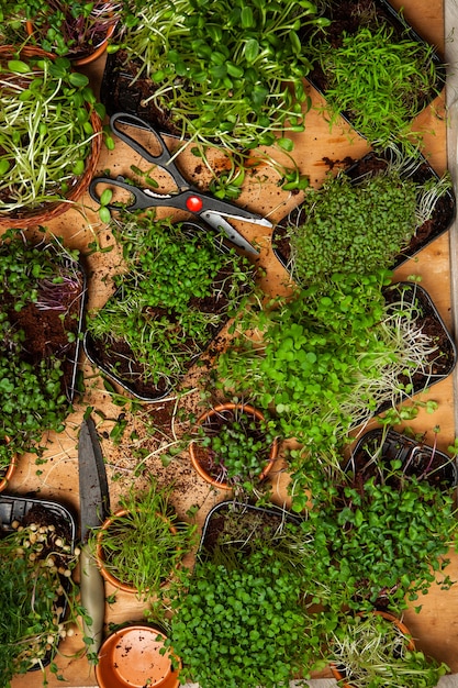 Foto cultivo de microplantas en casa o plantas crudas para veganos