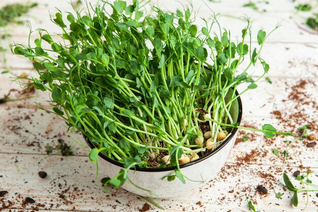 cultivo de microplantas en casa o plantas crudas para veganos