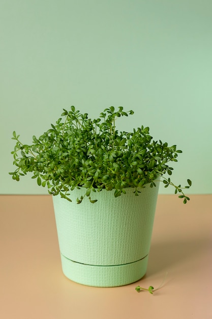 Cultivo de microvegetales en casa en el alféizar de una ventana.