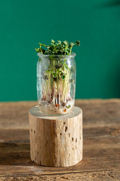 Cultivo de microvegetales Frascos de vidrio con brotes de alfalfa rábanos lechuga repollo sobre un pedestal de madera Germinación de semillas para alimentos ecológicos veganos Jardinería doméstica Concepto orgánico Granja urbana Microvegetales