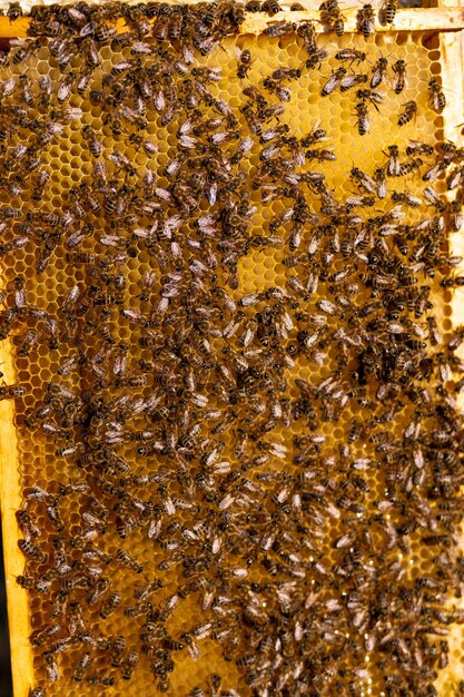 Foto cultivo de miel orgánica con abejas vista macro de marco de colmena de madera