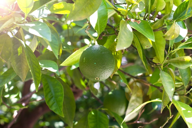 Cultivo de naranjas de fruta verde sin madurar en el árbol.