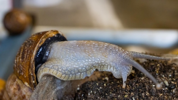 El cultivo orgánico de caracoles comestibles un manjar de restaurante