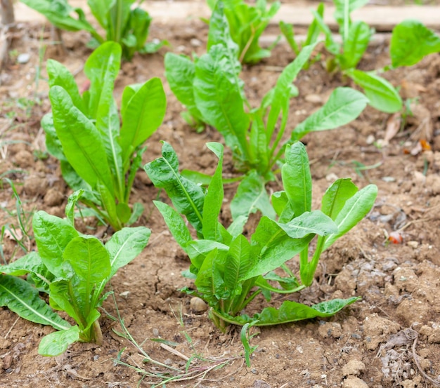 Cultivo orgânico de beterraba em uma pequena horta