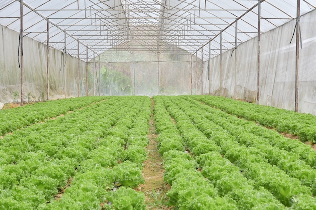 Foto cultivo orgânico de hortaliças em estufas