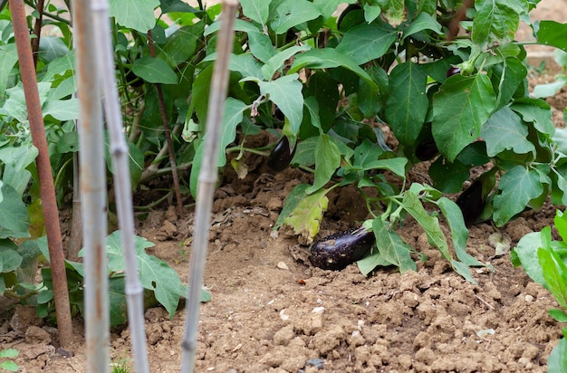 Cultivo orgánico de plantas de berenjena.