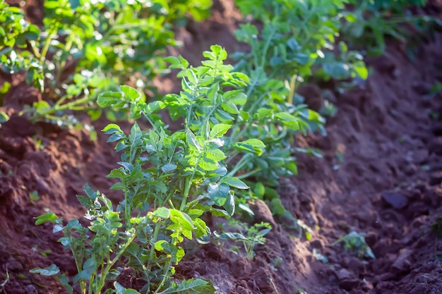 Un cultivo de papa Verduras jóvenes verdes que crecen en el jardín de la cocina