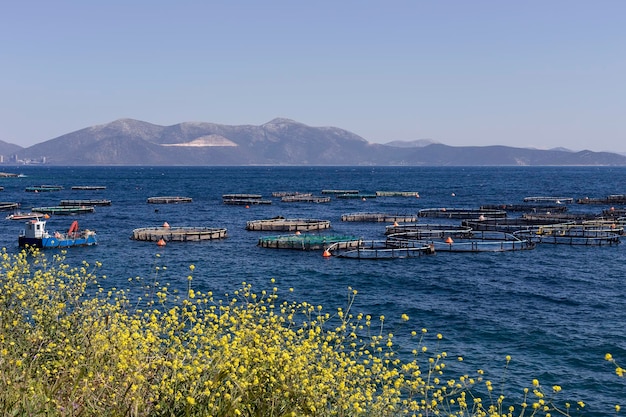 Cultivo de peces en la vista al mar abierto de los estanques con peces