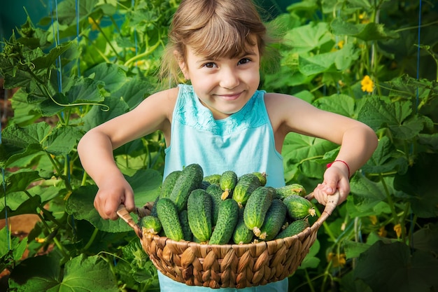 Cultivo de pepino casero y cosecha en las manos.