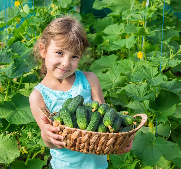 Cultivo de pepino casero y cosecha en las manos.