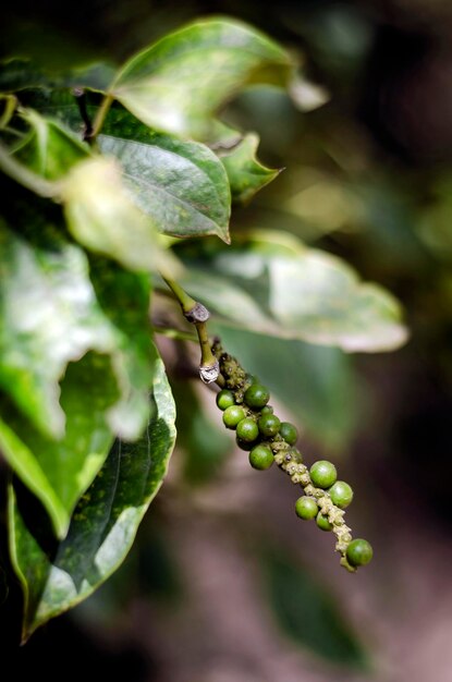 cultivo de pepino en una granja de pimienta orgánica en Kampot, Camboya