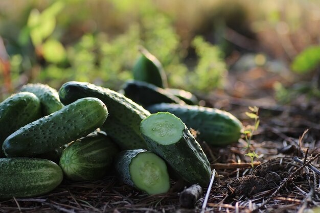 Cultivo de pepino en el suelo