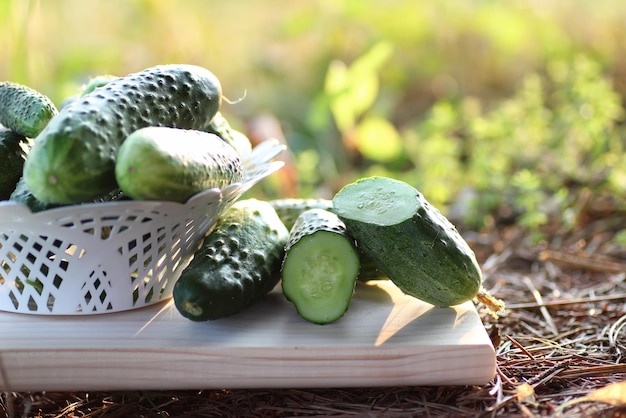 Cultivo de pepino en el suelo