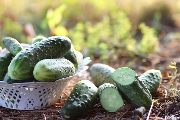 Cultivo de pepino en el suelo