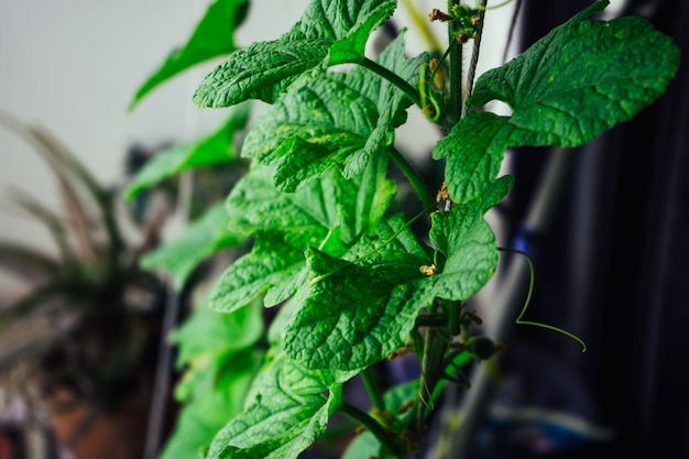 El cultivo de pepinos en invernaderos.