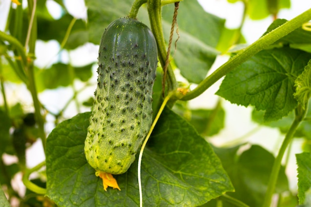 Cultivo de pepinos en el jardín en un día soleado