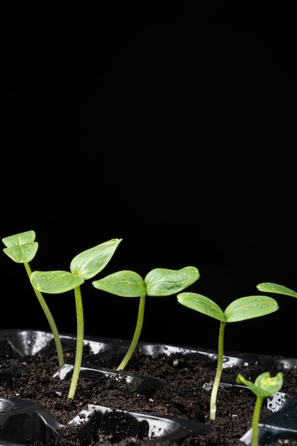 Foto cultivo de pepinos a partir de semillas paso 4 primeros brotes