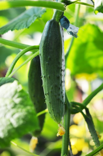 Cultivo de pepinos en rama en huerta