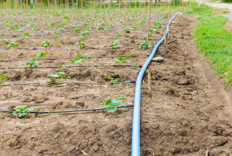 cultivo de pepinos con sistema de riego por goteo en el campo