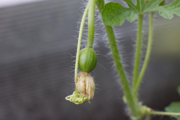 Cultivo de pequeñas sandías en una rama Ovario del feto