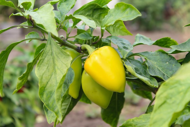 Cultivo de pimientos Filas de pimientos rojos, verdes y amarillos maduros frescos en las ramas