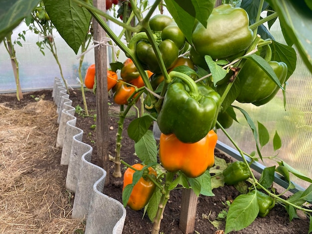 cultivo de pimientos en un invernadero