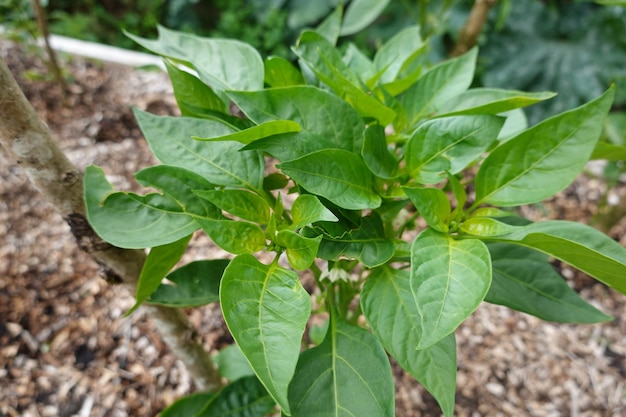 cultivo de pimientos en el jardín del patio trasero cultivo de plantas de pimientos flor de capsicum fruto de chile