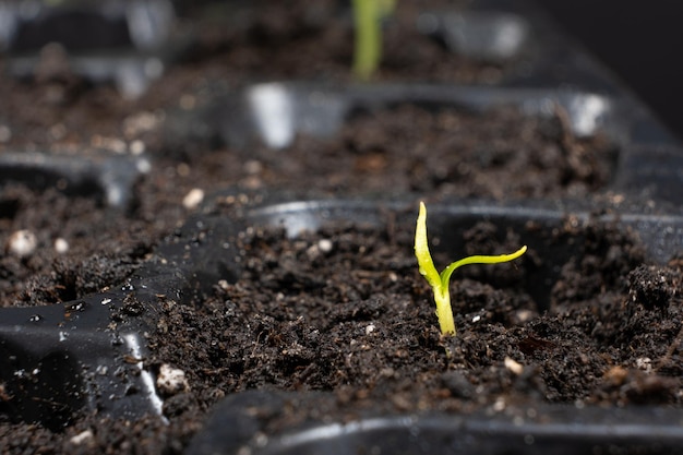 Cultivo de pimientos a partir de semillas Paso 4 Primer brote