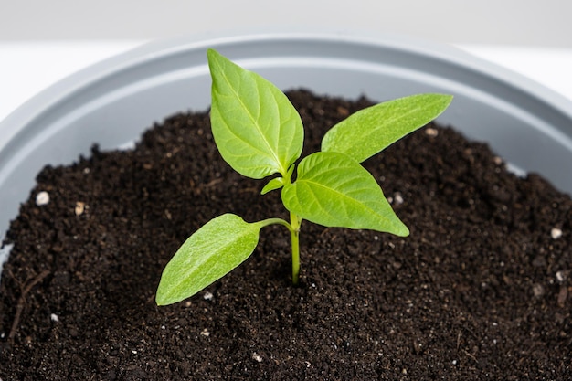 Cultivo de pimientos a partir de semillas Paso 7 la planta crece en una maceta