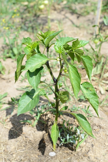 Cultivo de pimientos pimientos inmaduros en el huerto