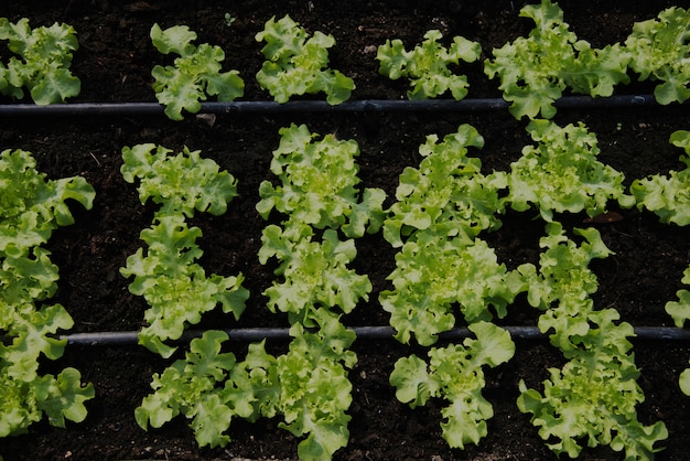 Cultivo de planta bebé en el jardín.