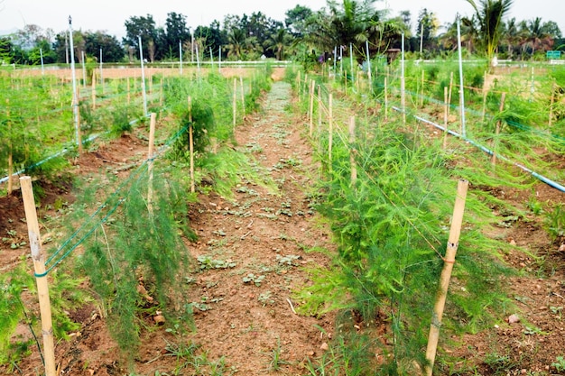 Cultivo plantando hortalizas en el jardín.