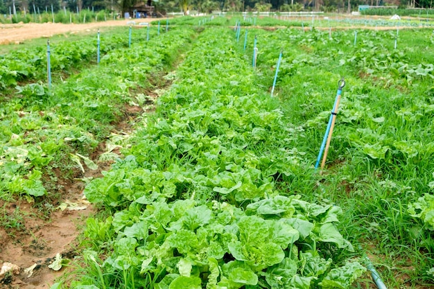 Cultivo plantando legumes no jardim