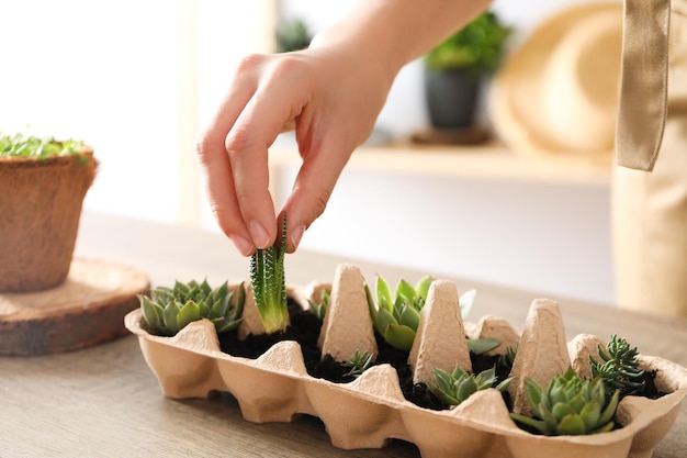 Cultivo de plantas en caja de huevos de cerca