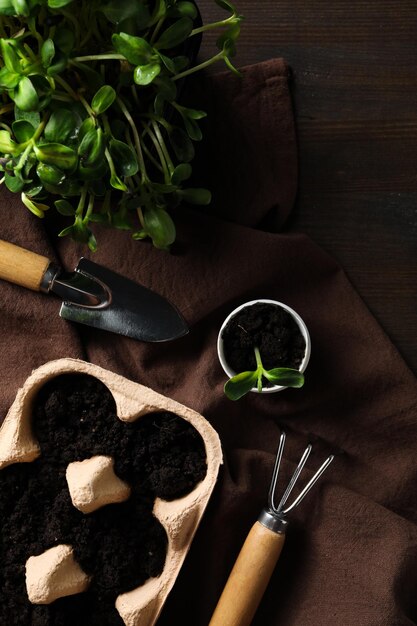 Cultivo de plantas en cajas de huevos forma creativa de cultivar plantas