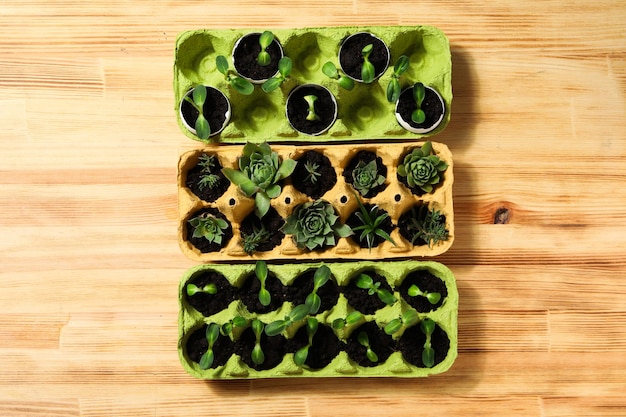 Cultivo de plantas en cajas de huevos forma creativa de cultivar plantas