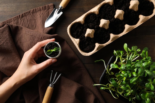 Cultivo de plantas en cajas de huevos forma creativa de cultivar plantas