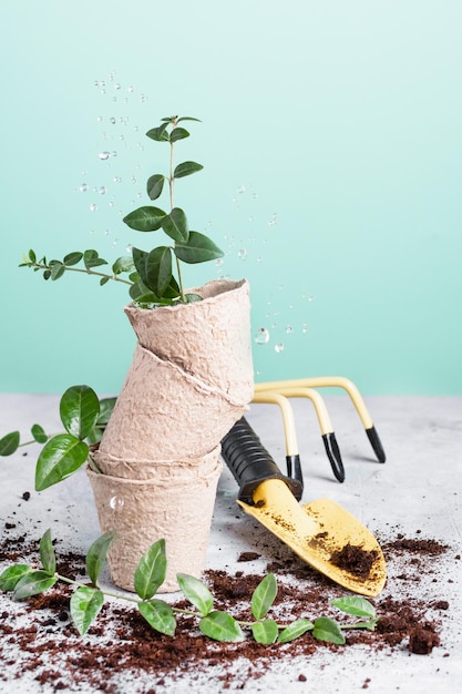 Foto cultivo de plantas en contenedores ecológicos en germinación para brotes jardinería de invernadero en el hogar