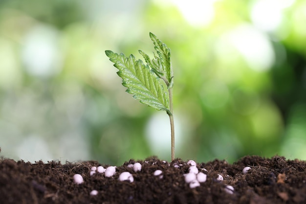 Cultivo de plantas y fertilizantes en el suelo contra un fondo borroso Tiempo de jardinería