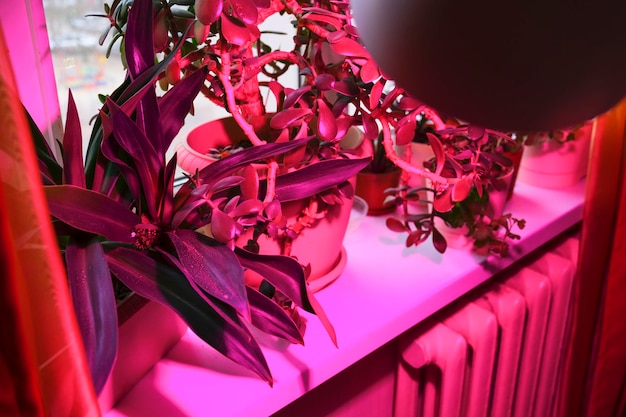 Cultivo de plantas de interior e iluminación LED rosa de fitoplantas en el alféizar de una ventana interior. LED crece la luz