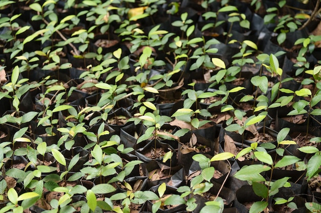 Cultivo de plantas en macetas y cultivo de plantas.