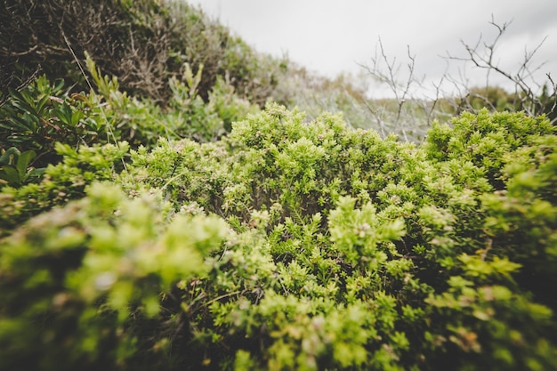 Cultivo de plantas en el Parque Nacional Torndirrup Albany Australia Occidental filtro de tonificación vintage agregar