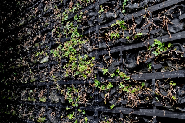 Cultivo de plantas pequeñas en macetas de plástico de pared