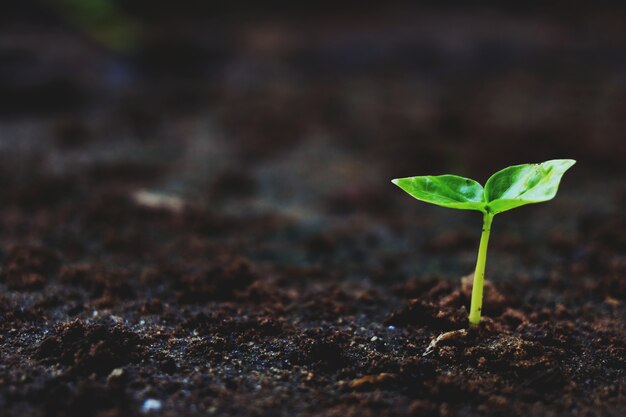 Cultivo de plantas, planta joven en la luz de la mañana en el fondo de la tierra