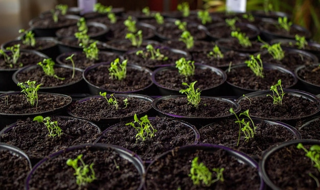 Cultivo de plántulas de flores