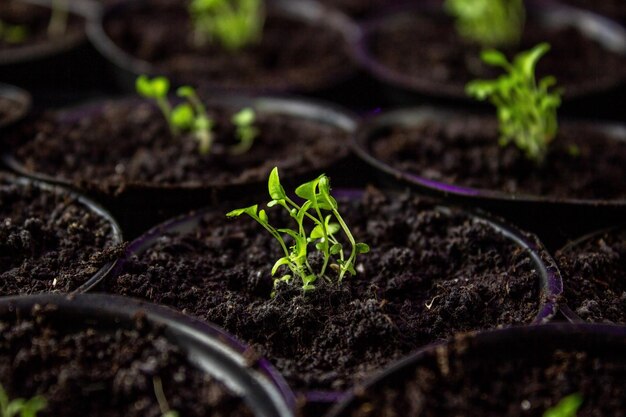 Cultivo de plántulas de flores