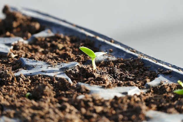 Cultivo de plántulas de hortalizas para el jardín de hobby plántulas de hortalizas en viola de plástico